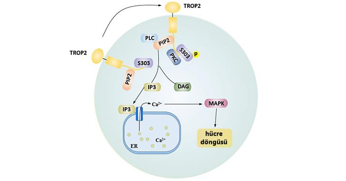 trop2 nin pip2 domaininin aracilik ettigi hucre dongusu 695437