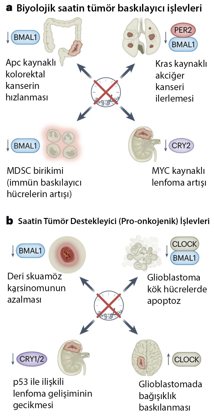tumor baskilayici ve destekleyici islevler sirkadiyen ritim 296815