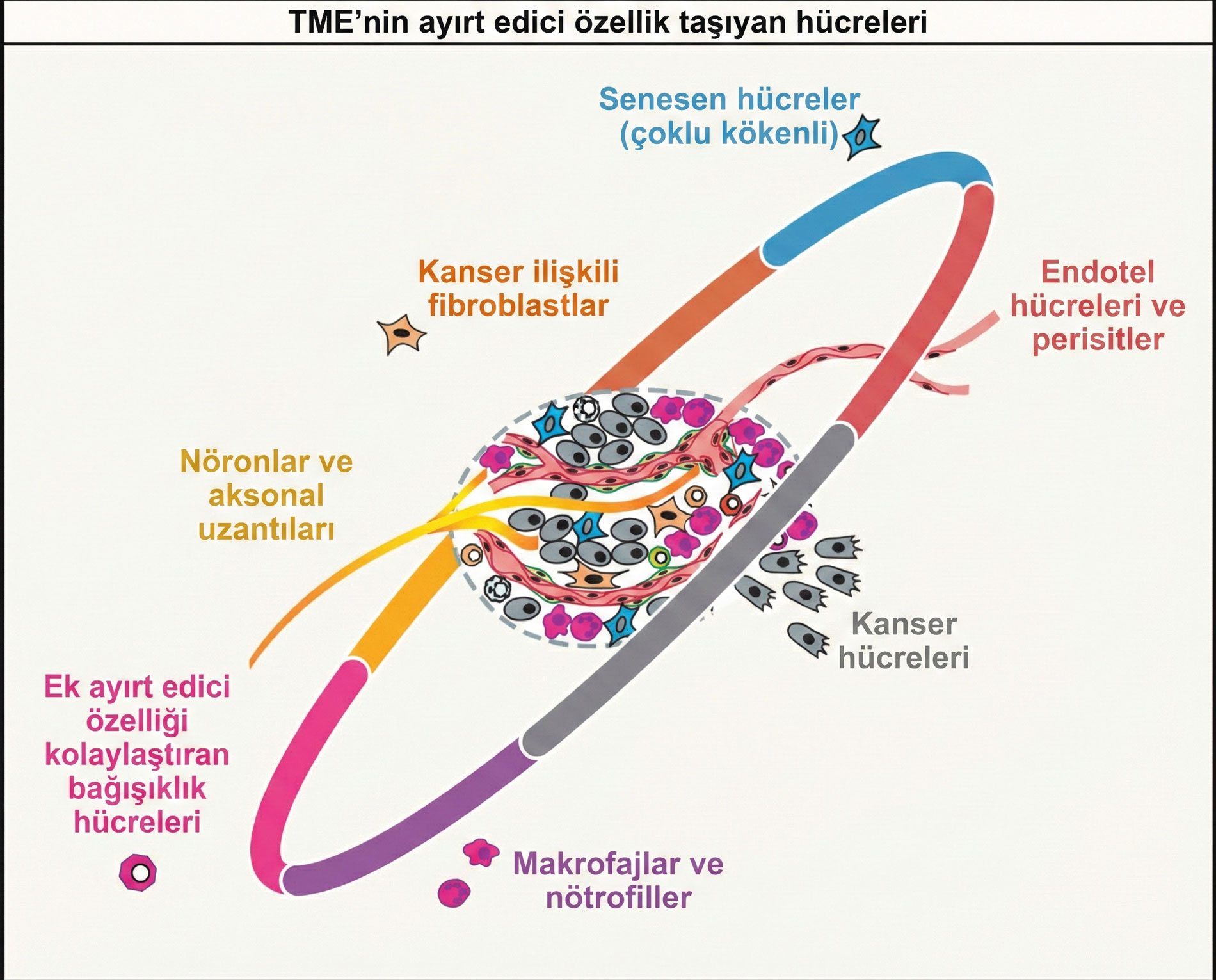 tumor mikroortaminin ayirt edici ozellik tasiyan hucreleri 999122
