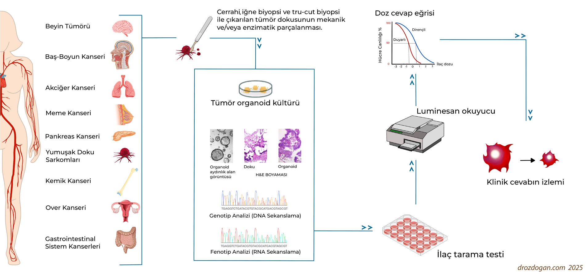 Personalized Treatment Cycle With Tumor Organoids: Infographic Summary
