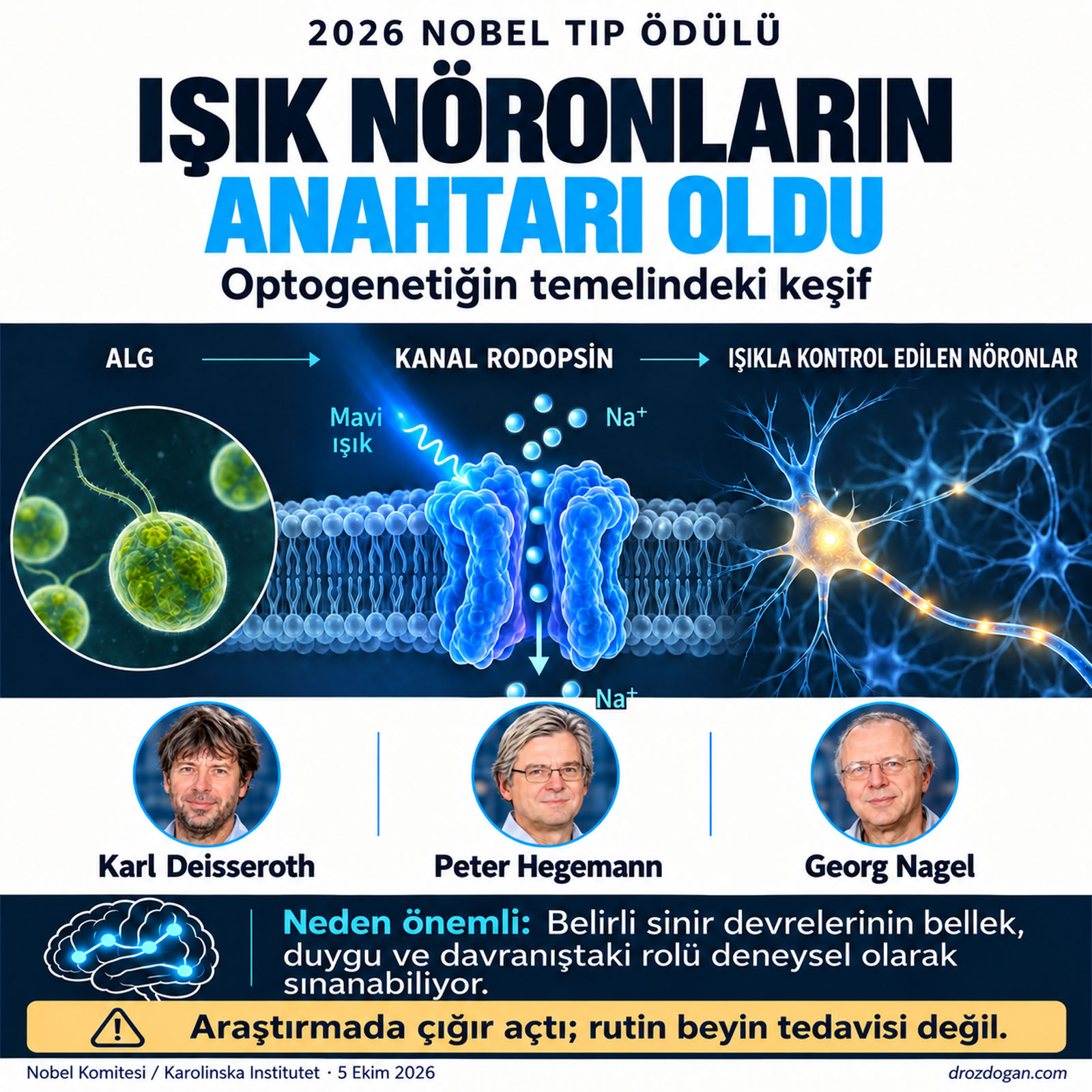 Türkçe 2026 Nobel Tıp Ödülü Işık Nöronların Anahtarı Oldu