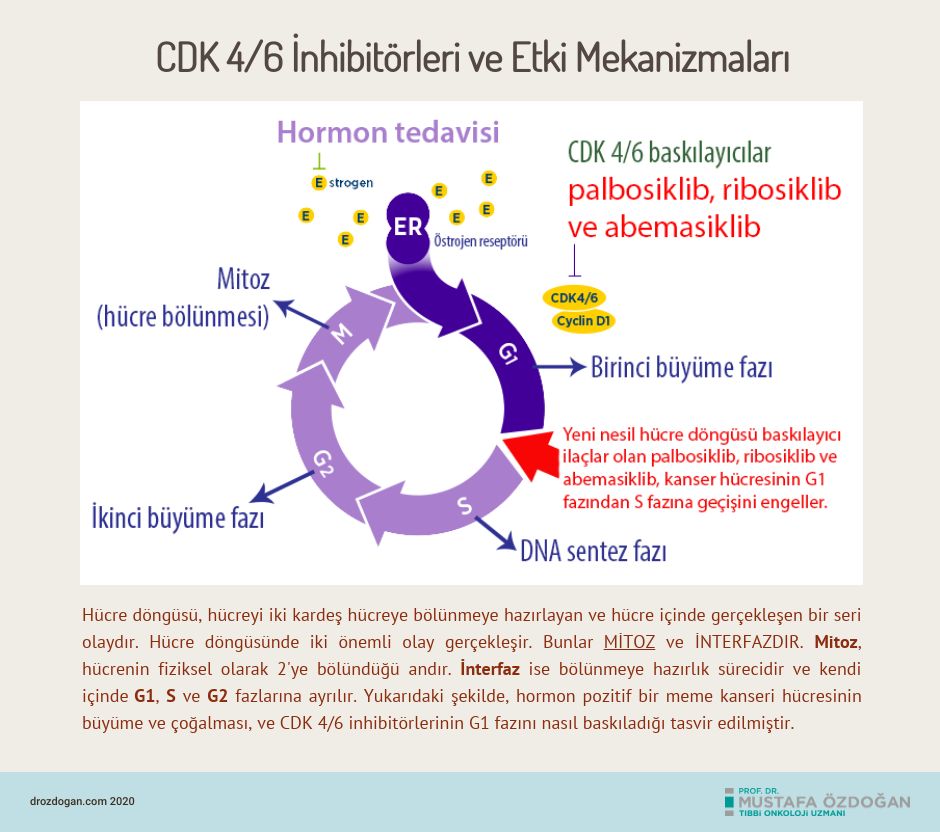Valamor Ribociclib CDK 4 6 Hemmer Arten und Wirkmechanismus