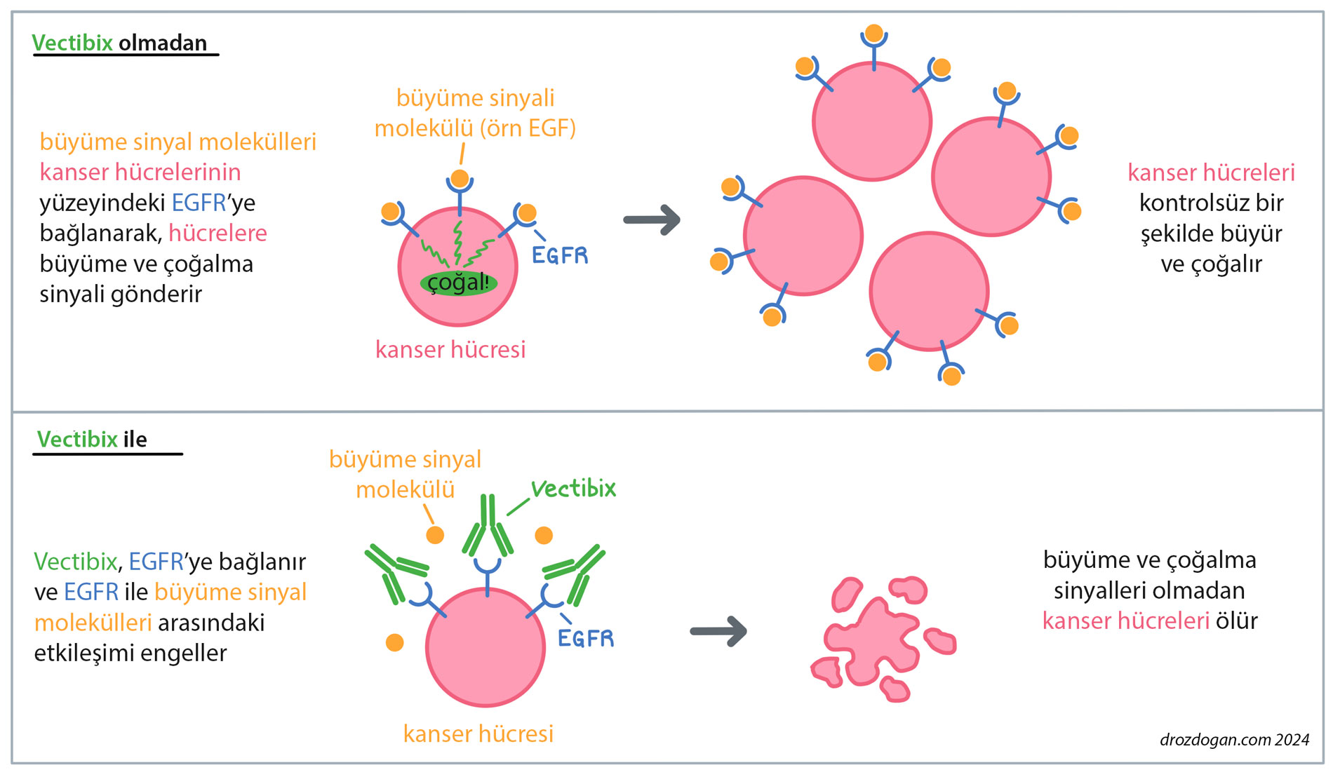 vectibix panitumumab nasil etki eder mekanizmasi 347554