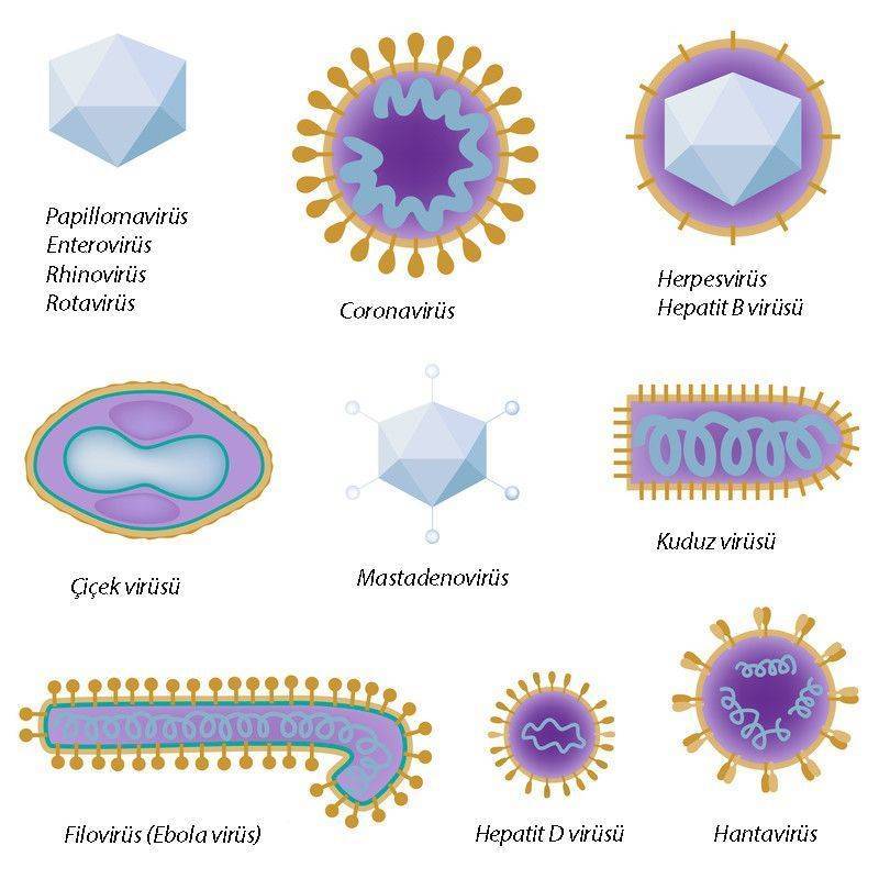 virus turlerinin yapisina ornekler 21126