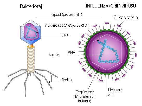 virusun yapisi bakteriofaj kapsid zarf influenza 818383