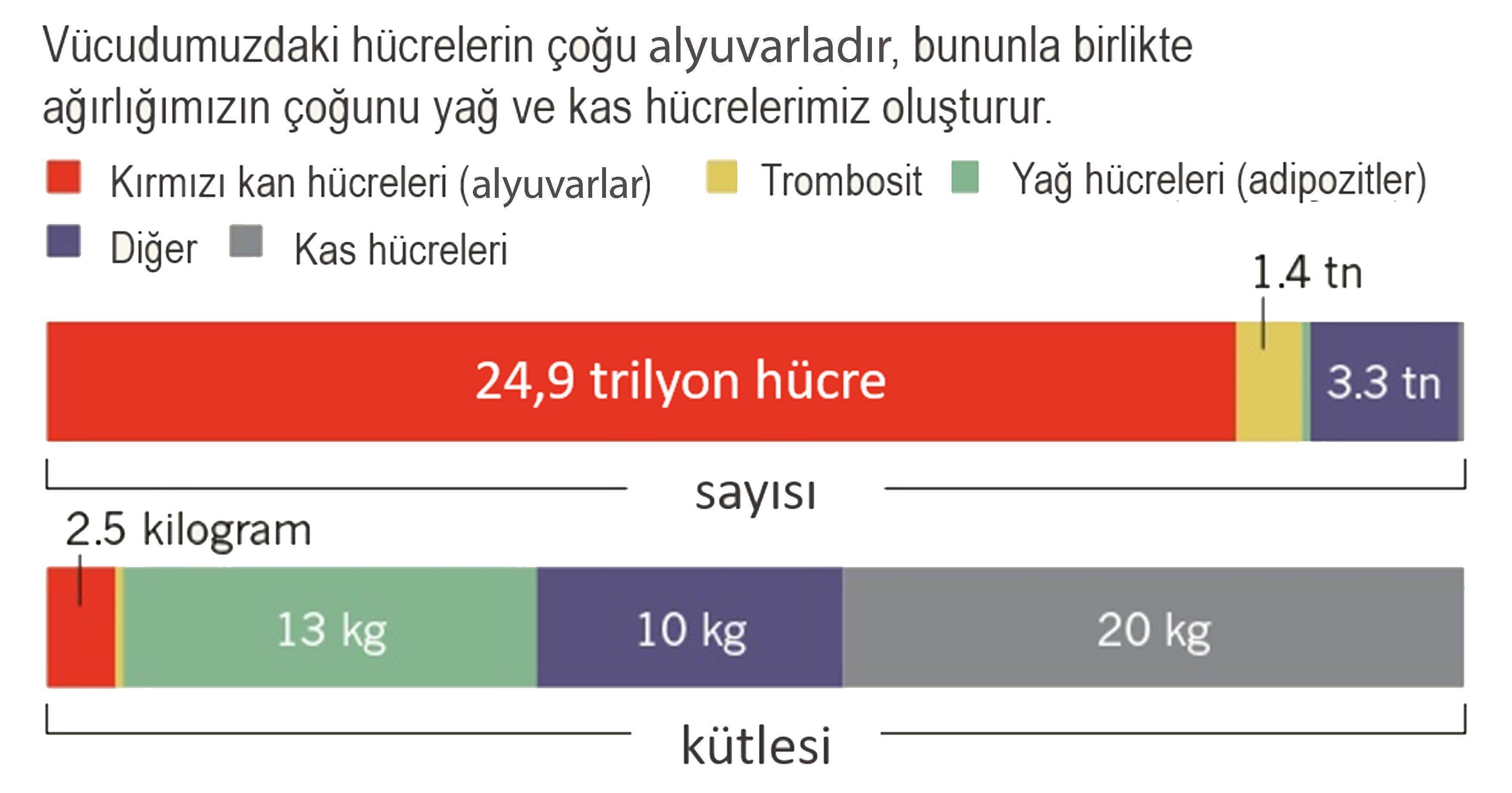 vucudumuzdaki hucre sayilari ve ana hucre cesitleri alyuvarlar kirmizi kan hucreleri trombositler y