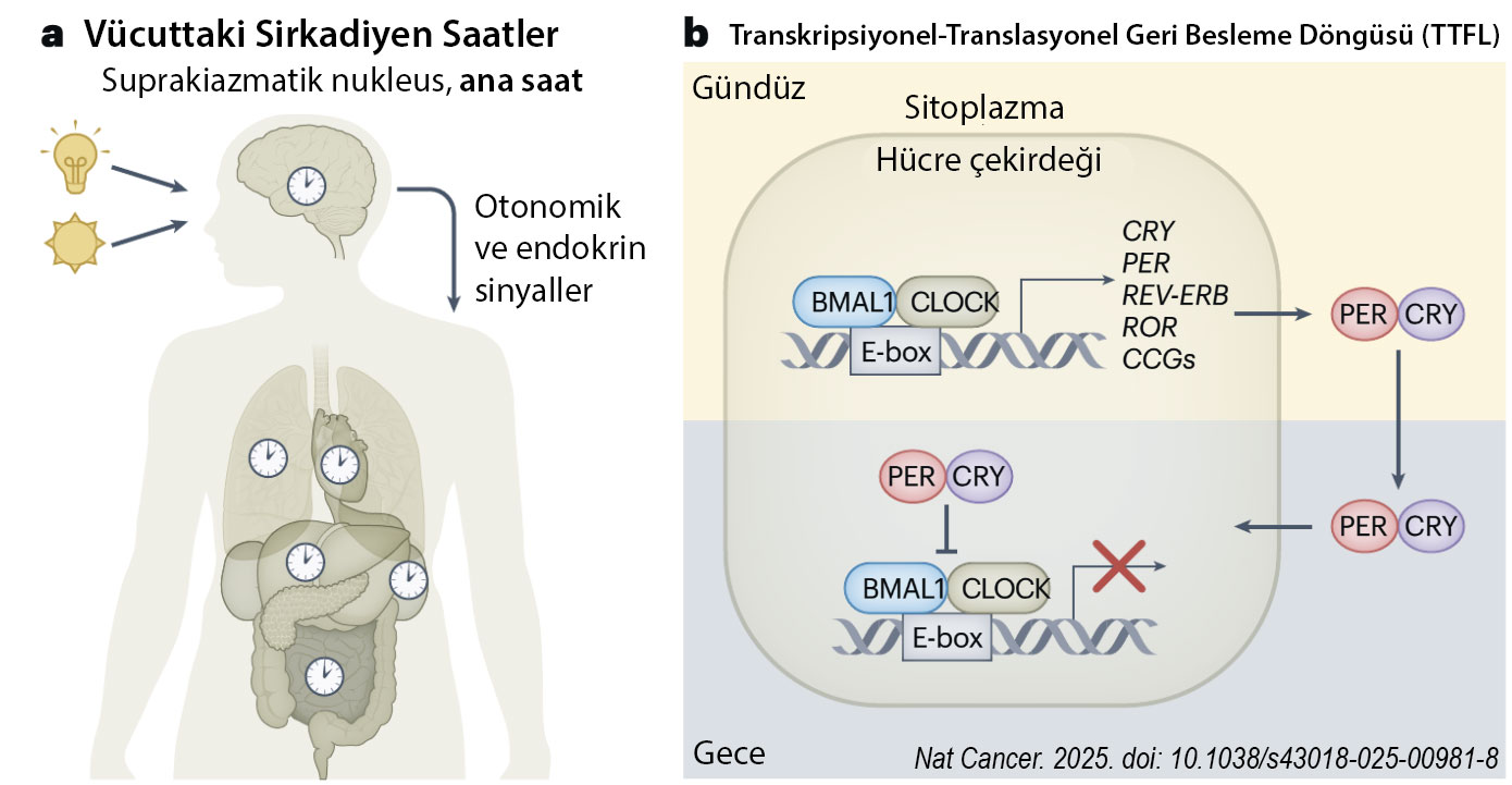 vucuttaki sirkadiyen saatler transkripsiyonel translasyonel geri besleme dongusu 214293