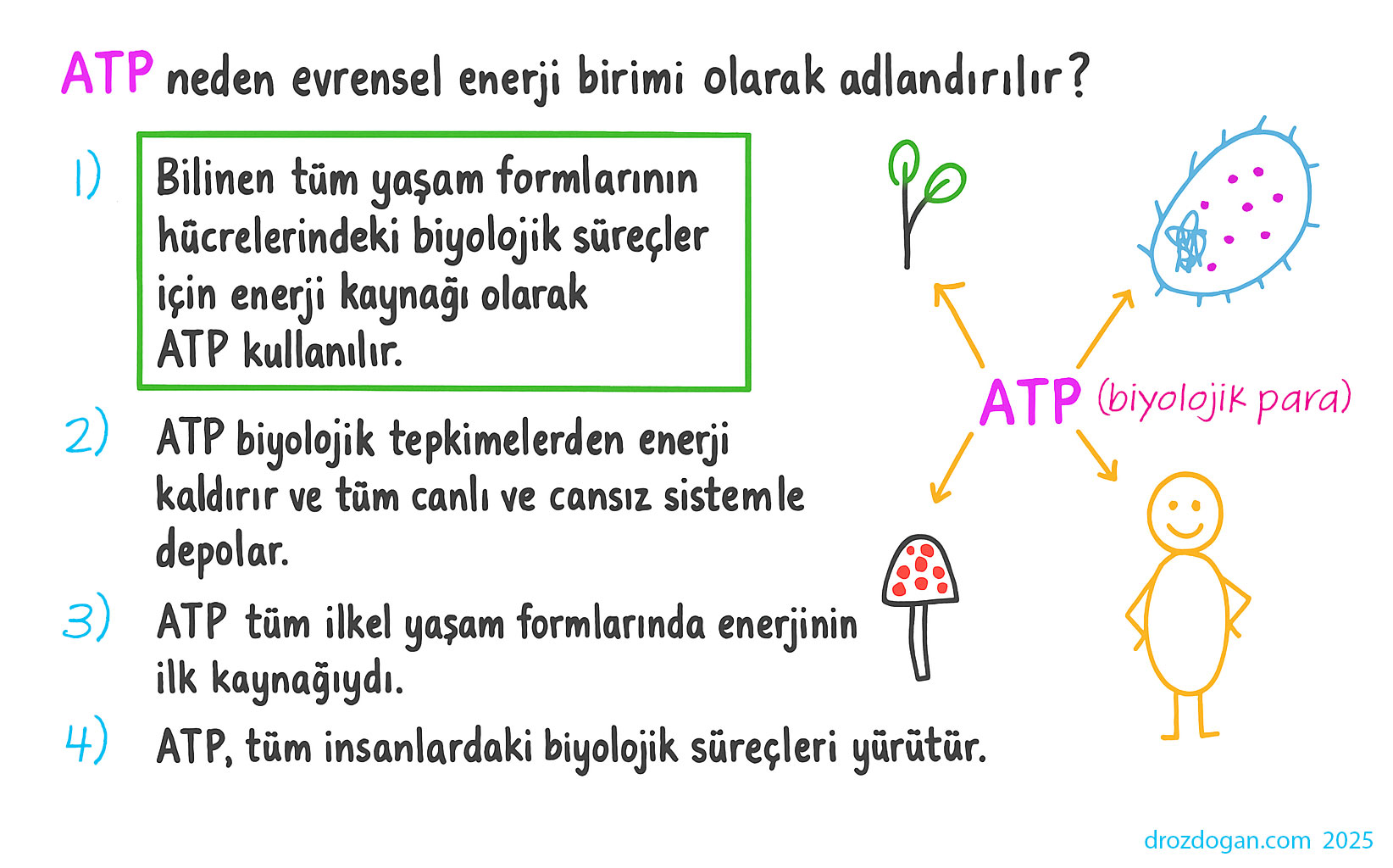 moneda vieții ATP energie universală