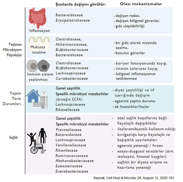 Veränderungen der alternden Mikrobiota: Altersbedingte Veränderungen des Mikrobioms durch Physiologie, Lebensweise und Gesundheitszustand