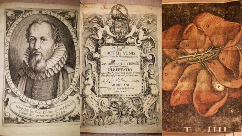 Yengecin Gizli Otoyolu: Gaspare Aselli ve SÜTLÜ DAMARLARIN Keşfi