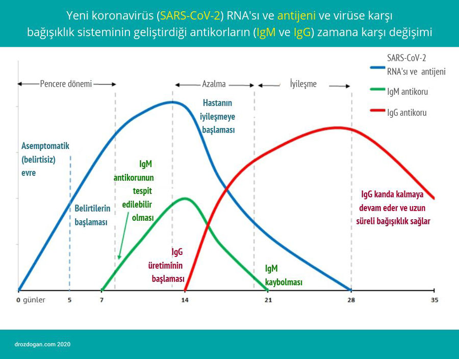 Zeitliche Veränderungen von RNA und Antigen des neuartigen Coronavirus sowie der vom Immunsystem gegen das Virus gebildeten Antikörper