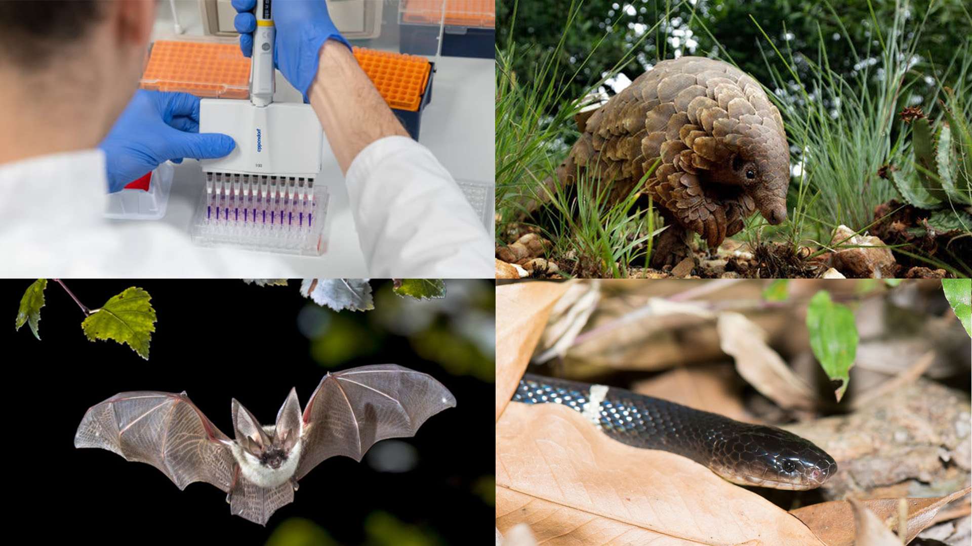 How the novel coronavirus outbreak began