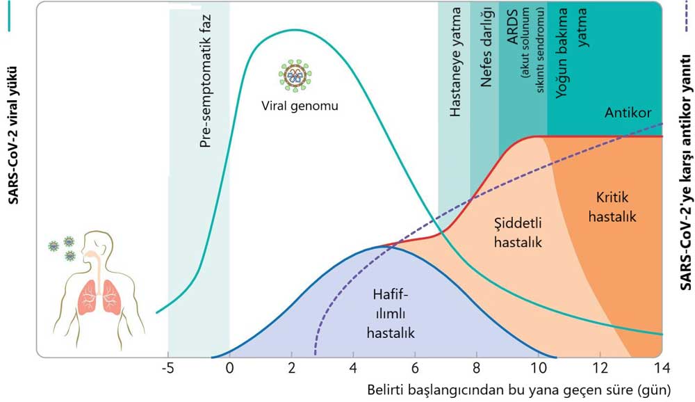 Neues Coronavirus SARS CoV 2 COVID 19: Krankheitsphasen, wann und wie es übertragen wird, Antikörper