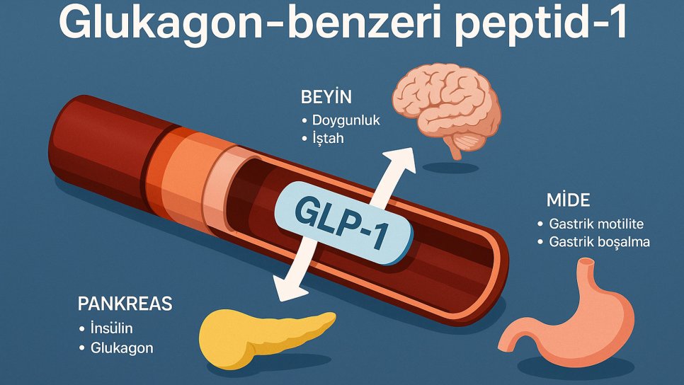 أدوية تنحيف الجيل الجديد: تاريخ ناهضات GLP-1 ومستقبلها