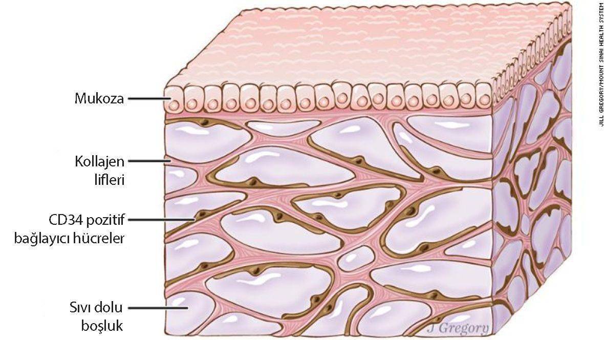 yeni organ bulundu interstitium 774224