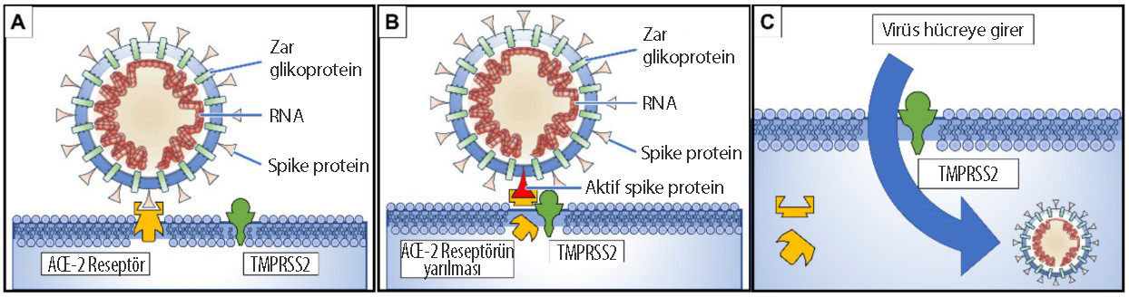 Wie das neue Coronavirus sars cov 2 die Zelle infiziert Spike-Protein ace2 Rezeptor Spalt