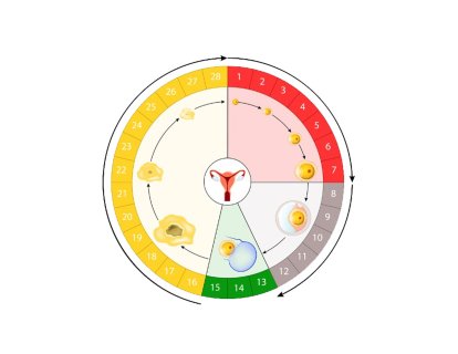 Yumurtlama Dönemi Nedir? Nasıl Hesaplanır?