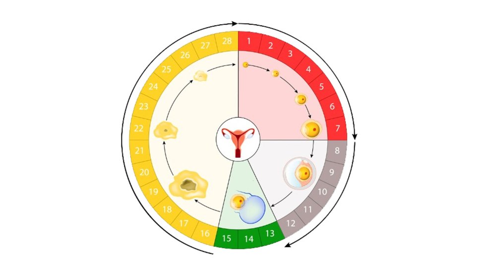 Ovulyasiya dövrü nədir? Necə hesablanır?