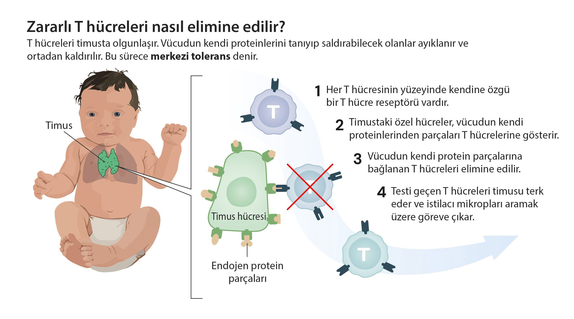 zararli t hucreleri nasil elimine edilir merkezi tolerans 35694