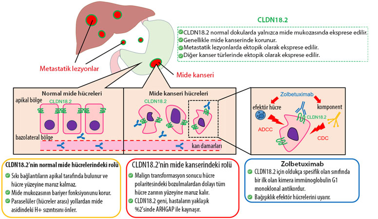 How zolbetuximab Vyloy works
