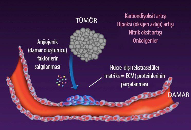 1 asama tümörün anjiojenik faktörler salgılaması ve ekstraselüler matriksi parçalaması