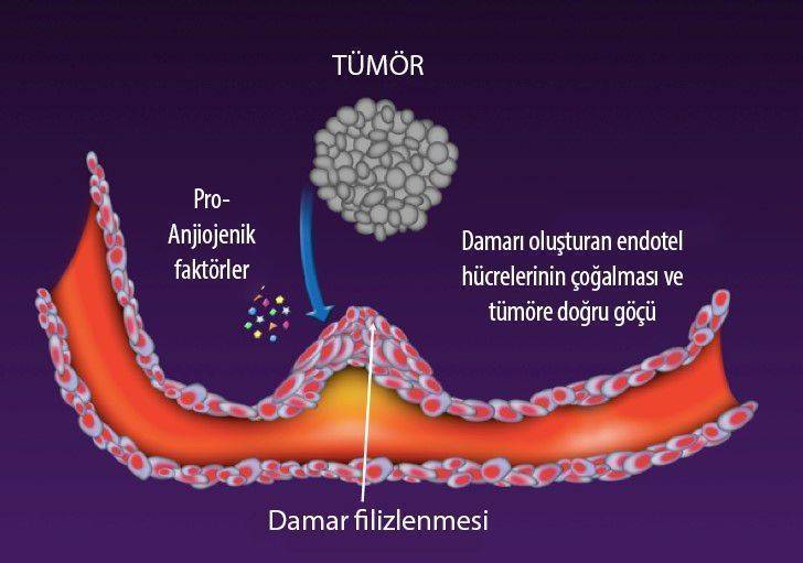 2 asama tumore dogru damarlanmanin baslamasi anjiojenez