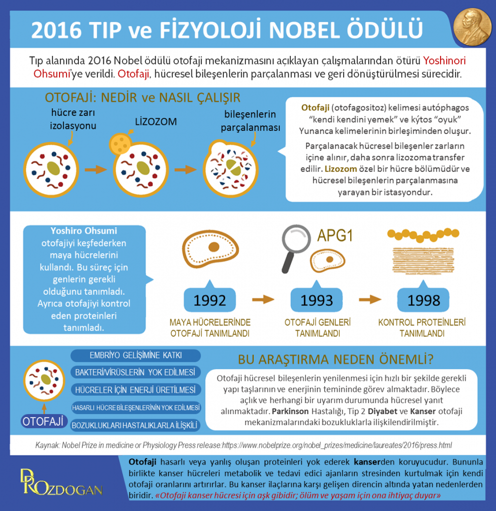 2016 tıp veya fizyoloji nobel odulu yoshinori ohsumi otofaji kanser diyabet parkinson lizozom 993x