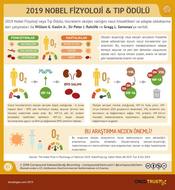 2019 nobel tip odulu hif2 alfa