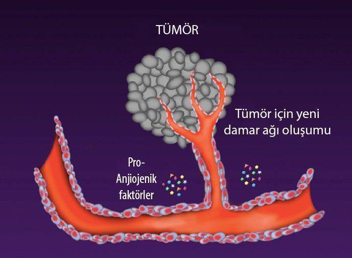 3 asama ajiyogenezin tamamlanmasi yeni tümör damar agi