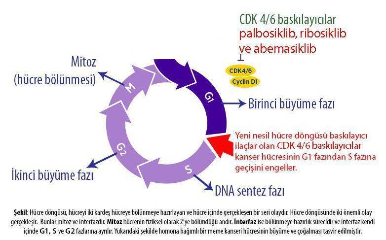 4 evre tekrarlamis bas boyun kanseri tedavi cdk 4 6 palbosiklib ibrance etki mekanizmasi