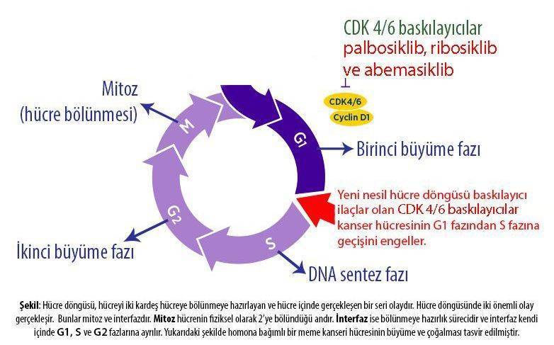 4 evre tekrarlamis bas boyun kanseri tedavi cdk 4 6 palbosiklib ibrance etki mekanizmasi