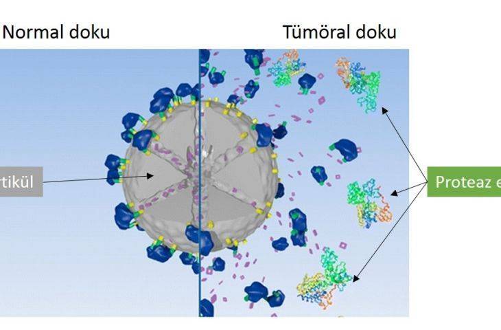 Akciğer Kanserinde Tümörü Hedef Alan Yeni Bir Silah: Nanotanecikler