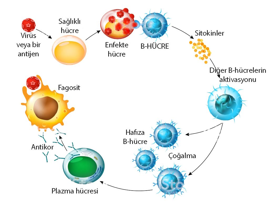 B hücre lenfosit aktivasyonu antikor üretimi nasıl olur