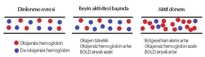 BOLD manyetik rezonans 1936 pauling