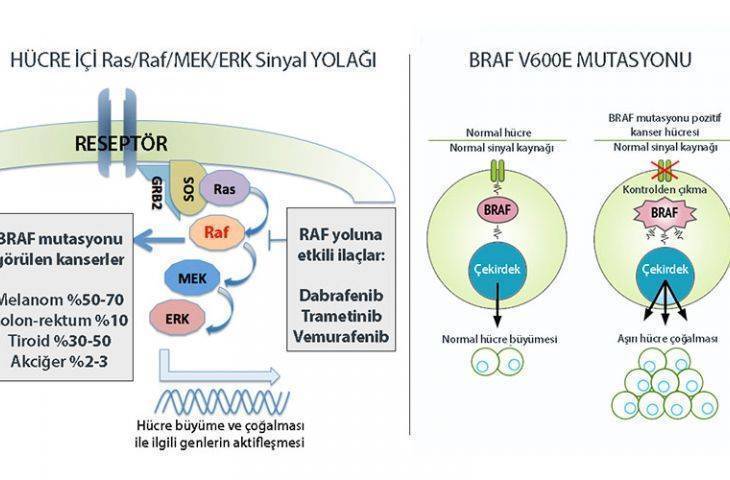BRAF mutasyonu nedir? Hangi kanserlerde BRAF pozitifliği görülür?