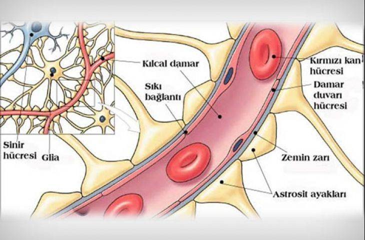 Beyin Kanserli Hastalarda Tümörün, Kan-Beyin Bariyerini Nasıl Aktifleştirdiği Bulundu