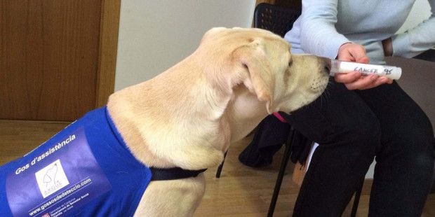 Blat eğitimli bir köpek ile akciğer kanserinde erken tanı çalışmasının detayları