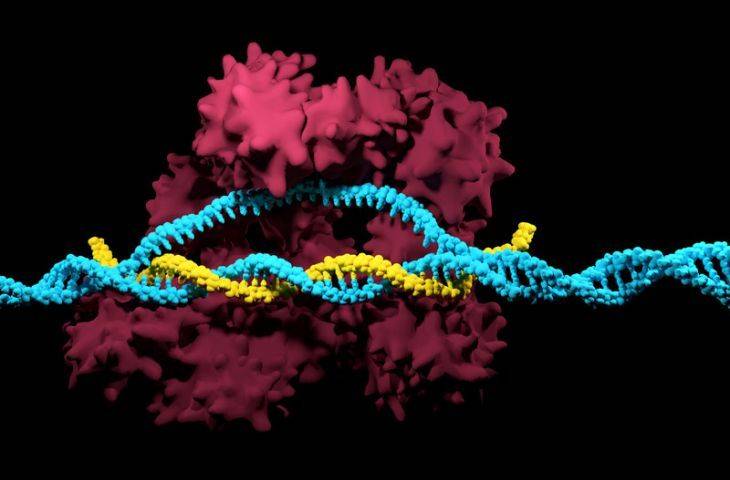 Kanser immünoterapisi için 100 ilaç hedefi CRISPR ile keşfedildi