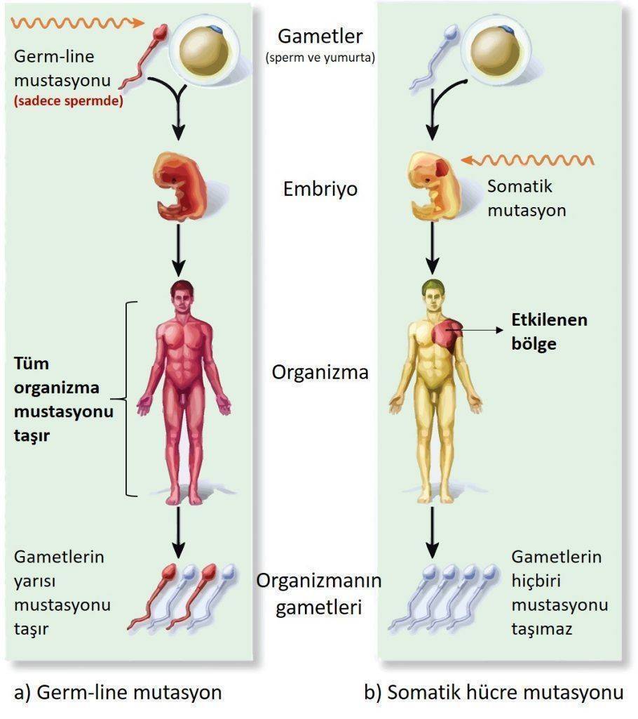 DNA hasarı kalıtsal kanserler germ line mutasyon sporadik kanserler somatik mutasyon 910x1024