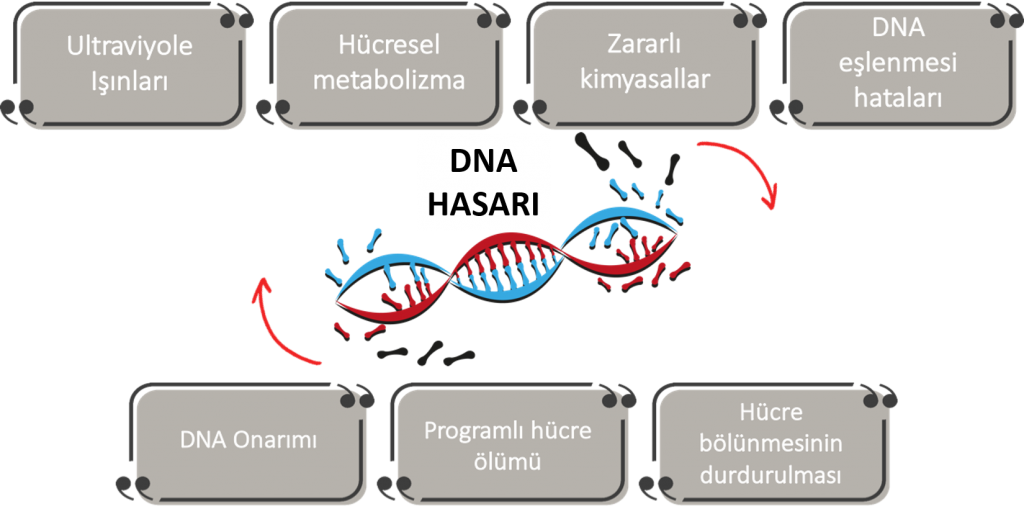 DNA hasari ve kanser DNA nasil onarilir 1024x509