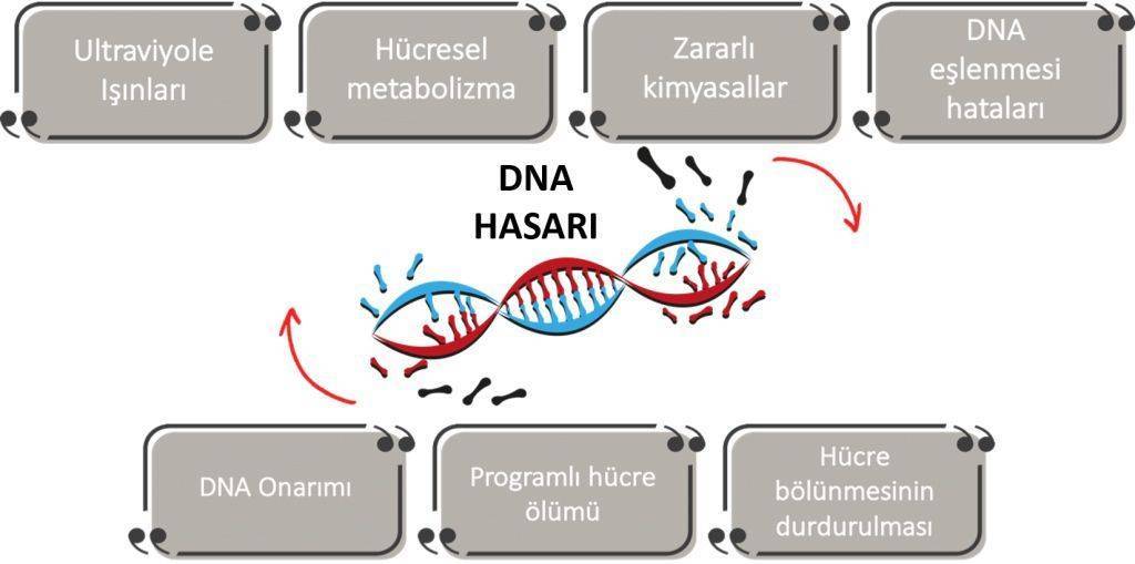 DNA hasari ve kanser DNA nasil onarilir