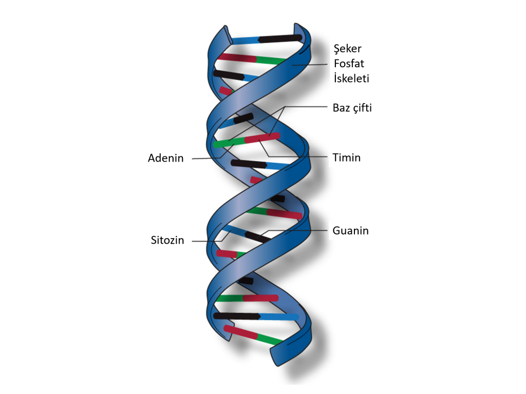 DNA nedir cift sarmal baz ciftleri adenin sitozin guanin timin nukleotidleri 1024x768