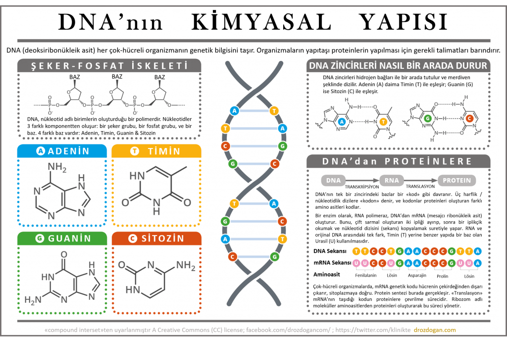 DNA nın kimyasal yapisi nasıldır biyoloji ödevi 1024x683