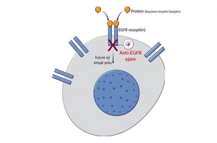 EGFR mutasyonu nedir? Akciğer kanserinde egfr testi nasıl yapılır?
