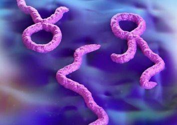 Ebola virüsünden ne kadar korkmalıyız?