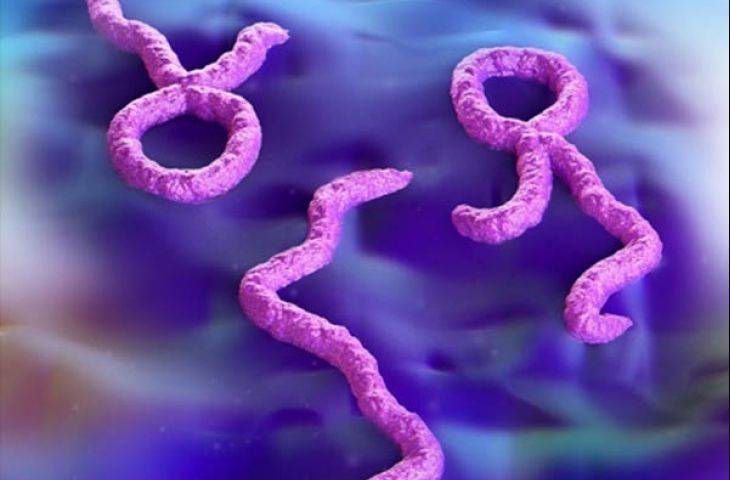 Ebola virüsünden ne kadar korkmalıyız?