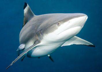 Efsaneye bir son verildi: Köpek balığı kıkırdağı kanser tedavisinde etkili değil!