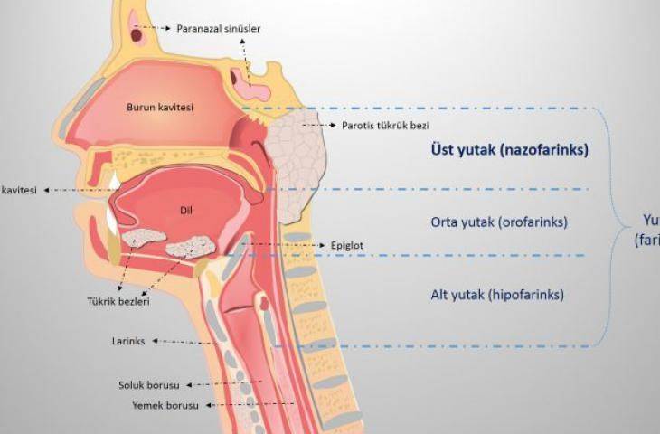 Geniz bölgesinde oluşan tümörler