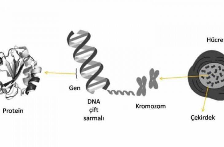 Genom Çalışmaları ile Pankreas Kanseri Yeniden mi Tanımlanıyor?