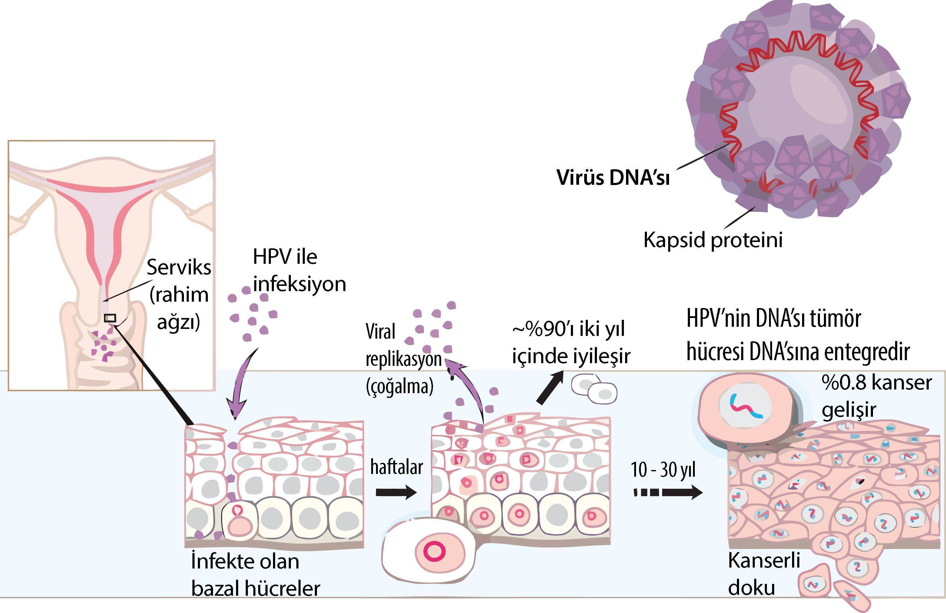 HPV nasil kansere neden olur